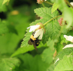 Bombus californicus
