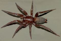 Zelanda
