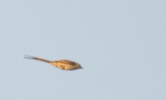 Leptasthenura