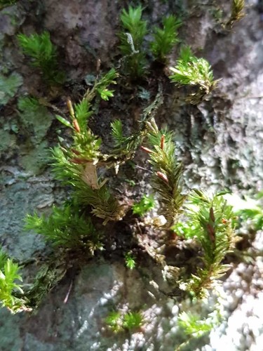 Garovaglia elegans observed 2021-05-16