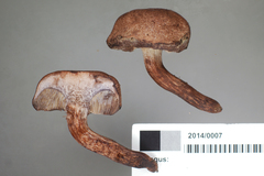 Tylopilus brunneus