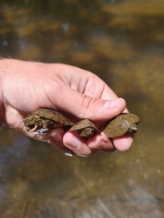 Sternotherus peltifer