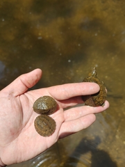 Sternotherus peltifer