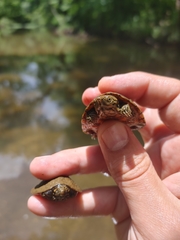 Sternotherus peltifer