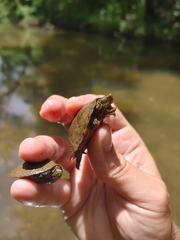 Sternotherus peltifer