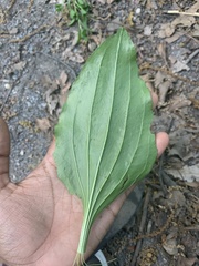 Plantago rugelii