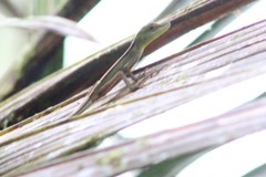Anolis gemmosus