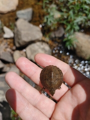 Sternotherus peltifer