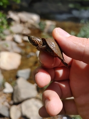 Sternotherus peltifer