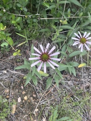 Echinacea sanguinea