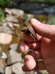 Sternotherus peltifer