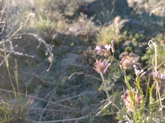 Boechera sparsiflora
