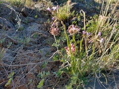 Boechera sparsiflora
