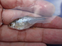 Paratanakia himantegus