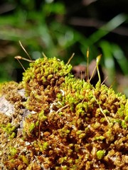 Macromitrium repandum