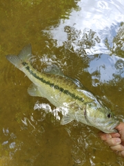 Micropterus henshalli