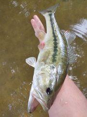 Micropterus henshalli