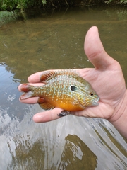 Lepomis megalotis