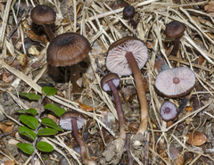 Laccaria violaceonigra