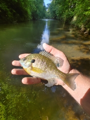 Lepomis macrochirus