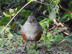 Rhinocrypta lanceolata