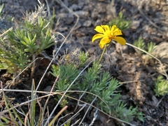 Nestotus stenophyllus