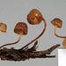 Mycena mamaku - Photo (c) Jerry Cooper, some rights reserved (CC BY), uploaded by Jerry Cooper