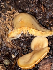Flammulina velutipes