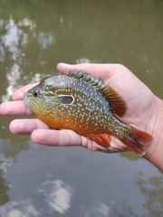Lepomis megalotis