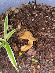 Flammulina velutipes