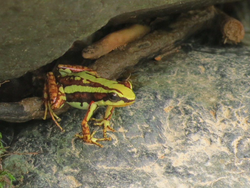 Phantasmal Poison Frog