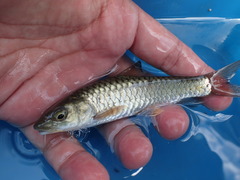 Spinibarbus hollandi