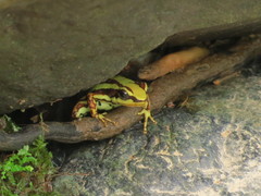 Epipedobates tricolor