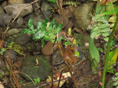 Epipedobates tricolor
