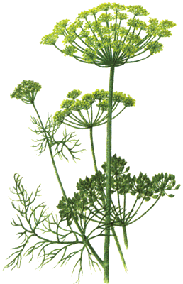 Dill, Indian Dill (Honey bee plants of Hawaii, United States) · iNaturalist