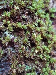 Macromitrium ligulaefolium