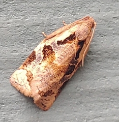 Archips grisea