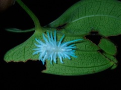 Ortaliini