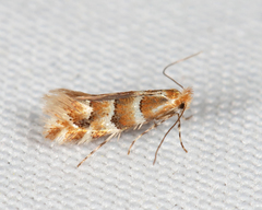 Phyllonorycter emberizaepenella