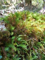 Pyrrhobryum paramattense