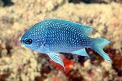 Purple Reeffish photo 1