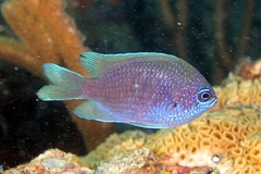 Purple Reeffish photo 2