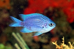 Purple Reeffish photo 3