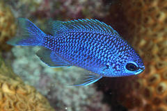 Purple Reeffish photo 4
