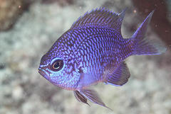 Purple Reeffish photo 5