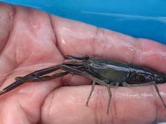 Macrobrachium asperulum