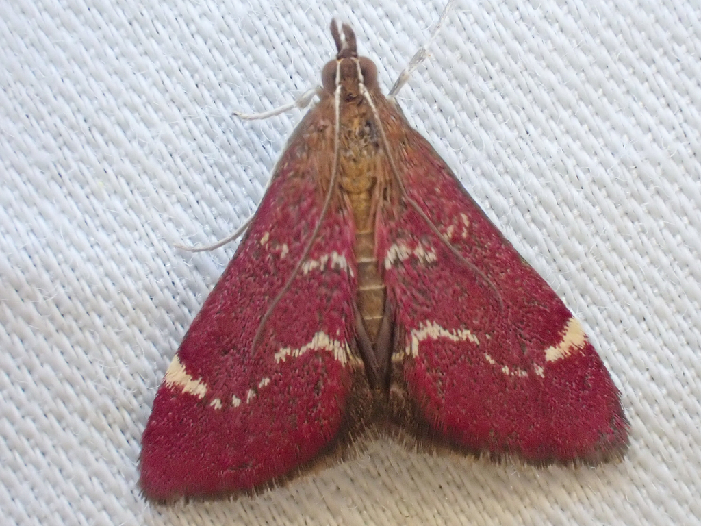 Elegant Pyrausta
