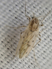 Chaoborus astictopus