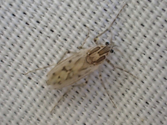 Chaoborus astictopus