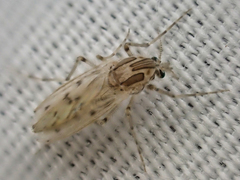 Chaoborus astictopus